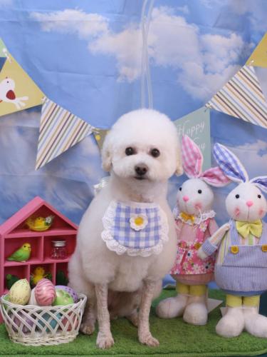 20240317MAPLEちゃん